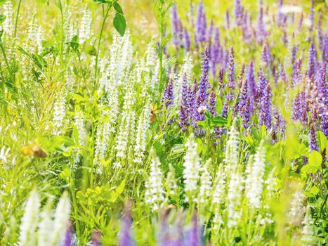 Natural summer background with blooming Woodland Sage (Balkan clary, Salvia nemorosa). Russia.