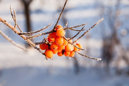 Frozen branches of sea buckthorn with berries. Winter sunny day.