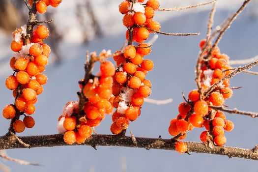 Frozen branches of sea buckthorn with berries. Winter sunny day.