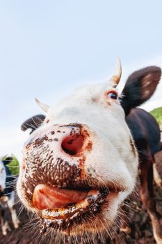 Cow pokes its nose into the camera and licks. Funny photo of domestic farm animal.