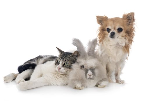 rabit, cat and chihuahua in front of white background