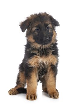 puppy german shepherd in front of white background