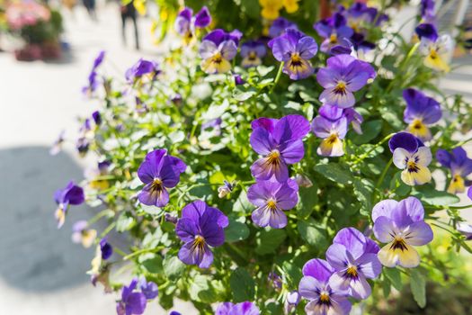 Potted flowers of garden pansy. Street decoration of plants and colorful flowers. Moscow, Russia.