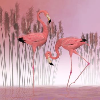 American Flamingoes