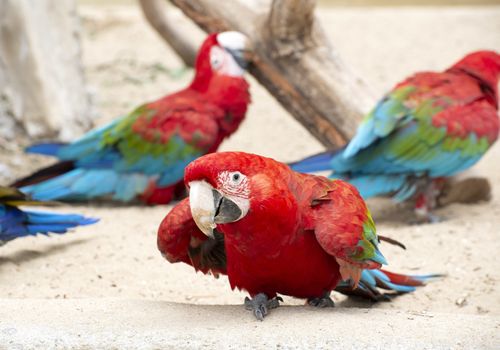 beautiful Scarlet macaw
