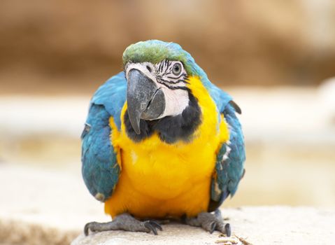 Blue-and-yellow macaw on the floor