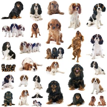 group of cavalier king charles
