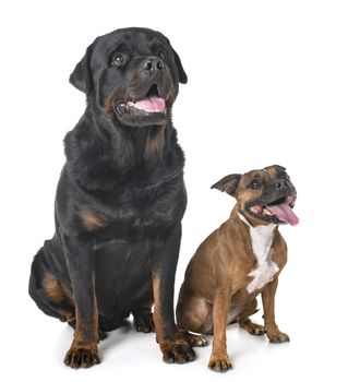 staffordshire bull terrier and rottweiler