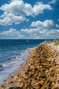 Seawall with Seagulls