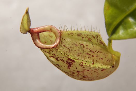 Nepenthe tropical carnivore plant on a background