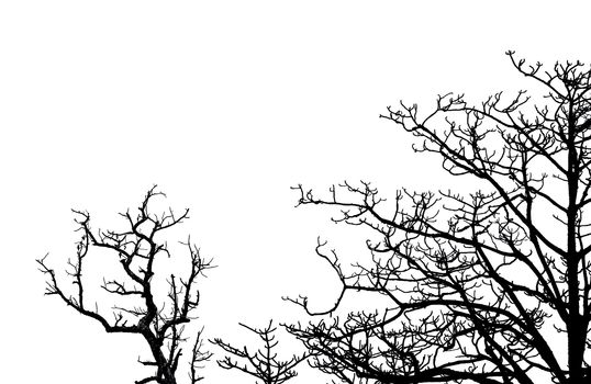 Silhouette dead tree and branches isolated on white background. 