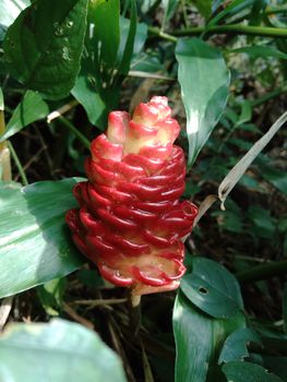 Bitter ginger (Zingiber zerumbet, shampoo ginger, pinecone ginger, awapuhi, lempuyang) is a species of plant in the ginger family. Sometime used as food flavoring and appetizers in various cuisines.