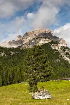 Lonely Tree on Rock at Pasture in DOlomites , Italy.