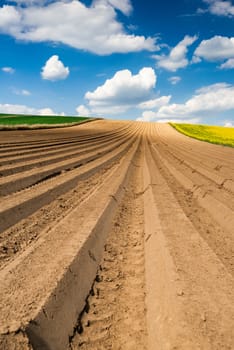 Rows on Cultivated Field in Countryside or Farm. Plantation in Fields. Blue Sky over Horizon.