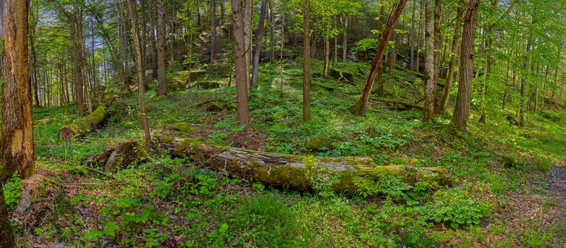 Panoroma of moss covered logs laying on forest foor in Daniel Bo