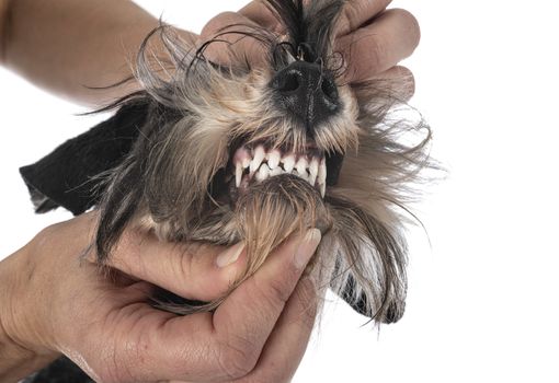 teeth of miniature schnauzer in front of white background