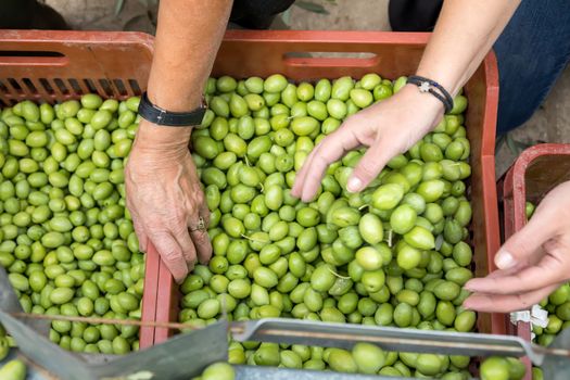 Hand sorting out collected green olives