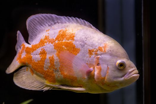 colorful tropical fish in aquarium