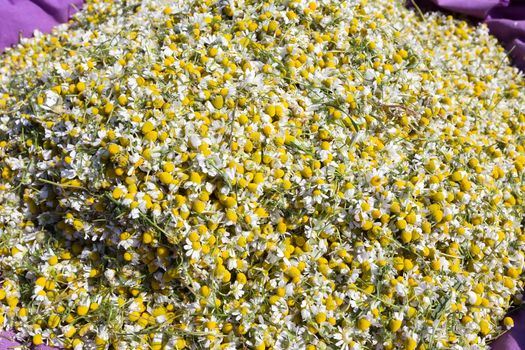chamomile from field