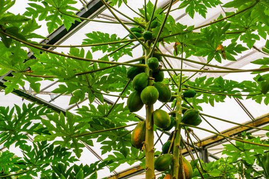 closeup of papaya trees bearing fruits, tropical fruiting plant specie from America