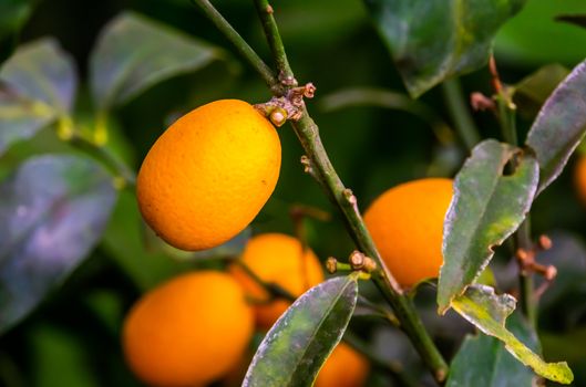macro closeup of a fruiting kumquat plant, tropical plant specie from china, Asia