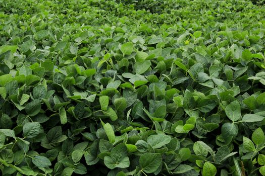 Green soybean leaves
