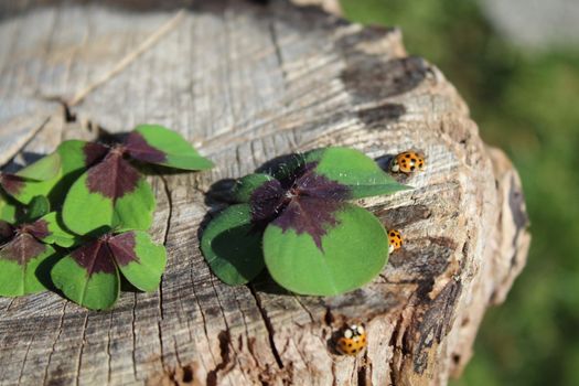 ladybirds and lucky clover