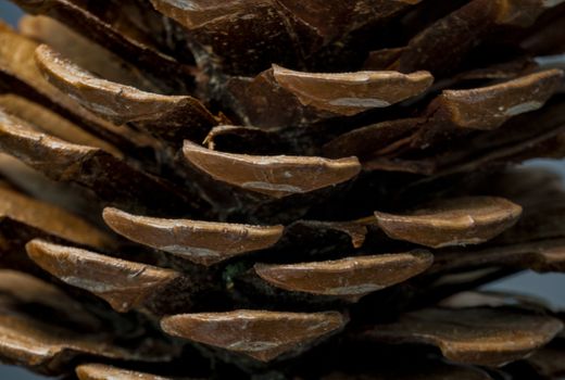 macro photography in horizontal view of the prickles of a pinecone