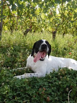 Truffle dog in the Langhe