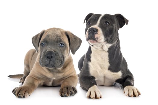 puppy cane corso and staffie