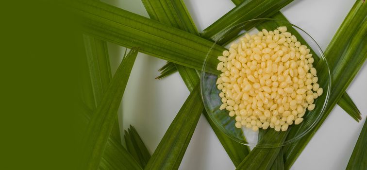 Candelilla Wax, Chemicals for beauty care on botany background. (Top View)