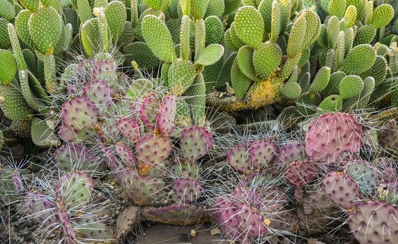 A group of succulent plants of Opuntia cacti in the Phoenix Bota