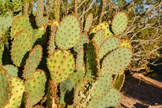A group of succulent plants of Opuntia cacti in the Phoenix