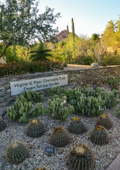 A group of succulent plants cacti in the Phoenix