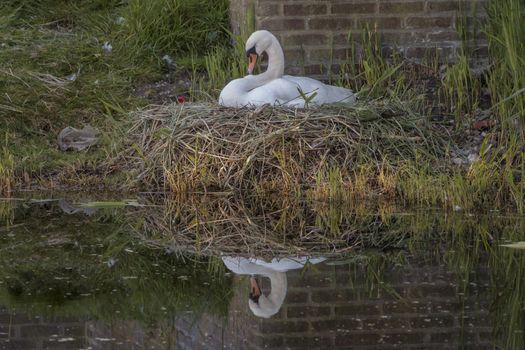 a white swan on the nest made from grass 
