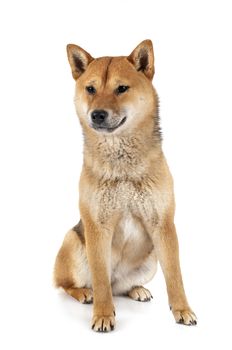 shiba inu in front of white background