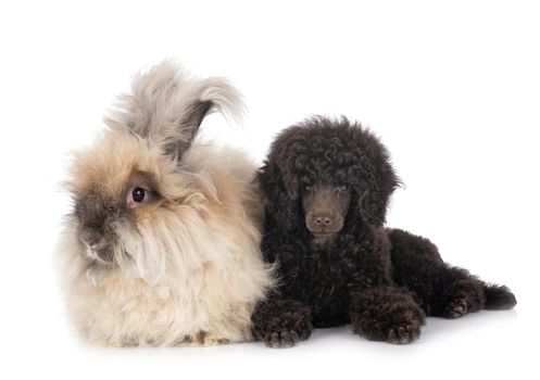 puppy toy poodle and rabbit