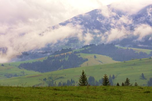 The torn clouds of morning fog slowly descend along the slopes of the Carpathian Mountains into the forest green valleys in the early spring morning.