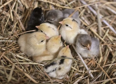 serama chicks in nest
