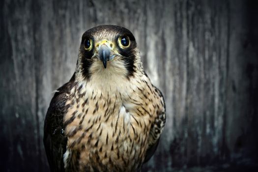 Peregrine falcon, Duck hawk close up. Bird of prey portrait.
