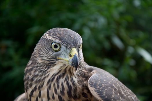 Hawk portrait. Birds of prey in nature.