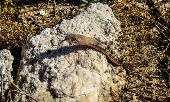 A snake basking in the sun on a rock in a rocky desert