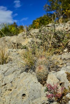 Cacti and other desert plants grow among stones in a mountain