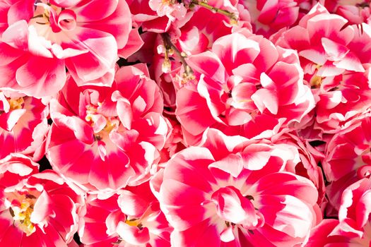 Pink beautiful flowers. Natural background Spring flowering plan