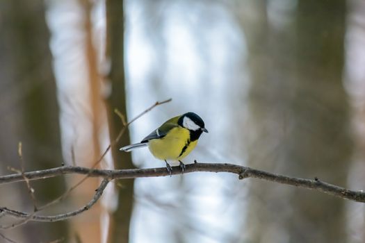 A titmouse sits on a tree branch in cold winter