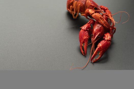 Crayfish red, Baby Lobster portrait on black background