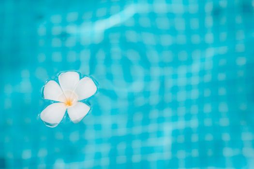 Blue swimming pool with tropical white flower