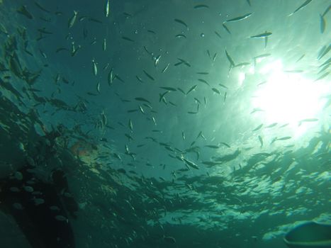 Underwater view of the sea in Sardinia 8