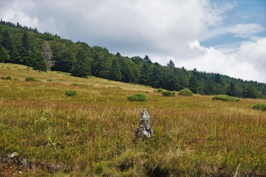 Brownish meadow with green forest blue sky and white clouds in the Vosges