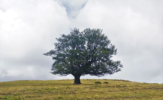 Single tree on a brownish meadow in the Vosges